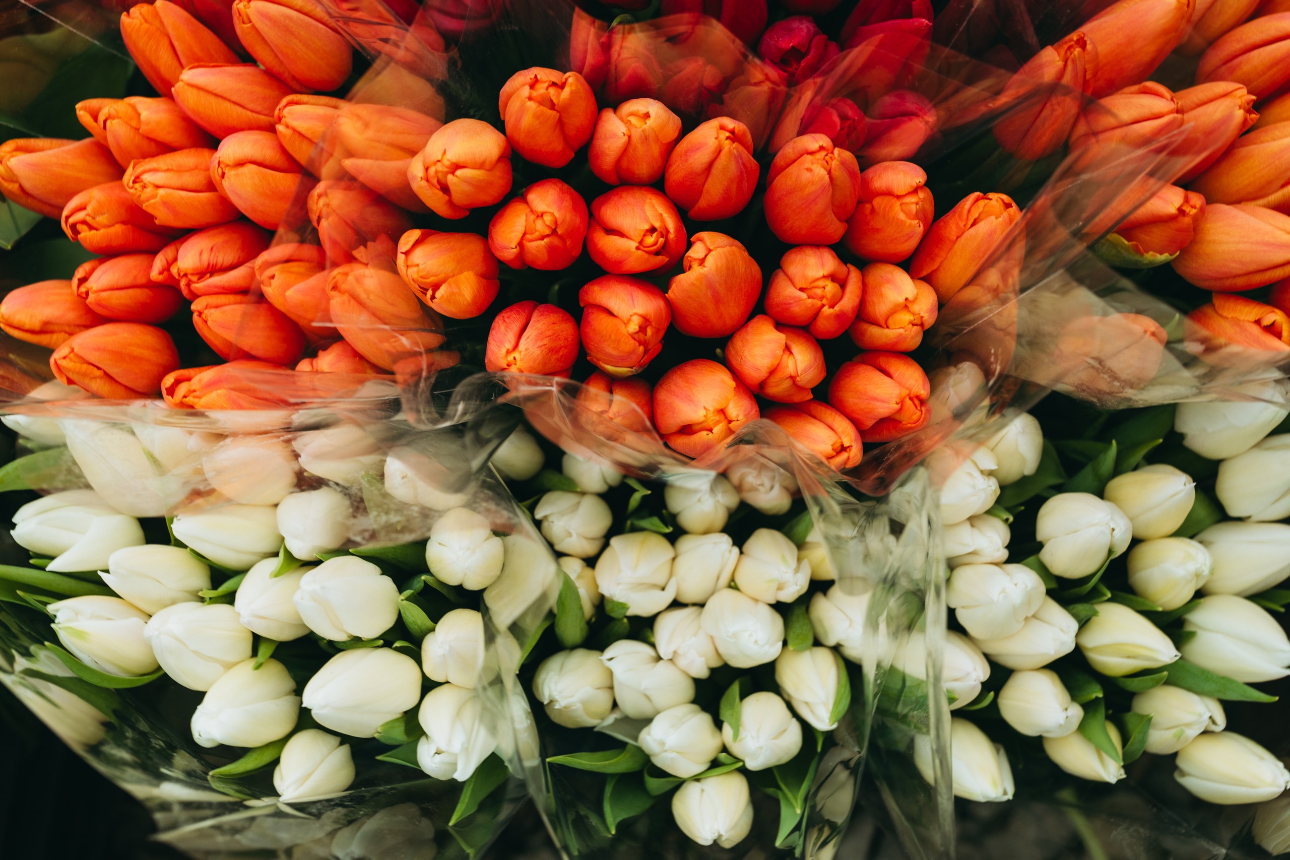 photo-tulips-web-my-tulip-ru (15)